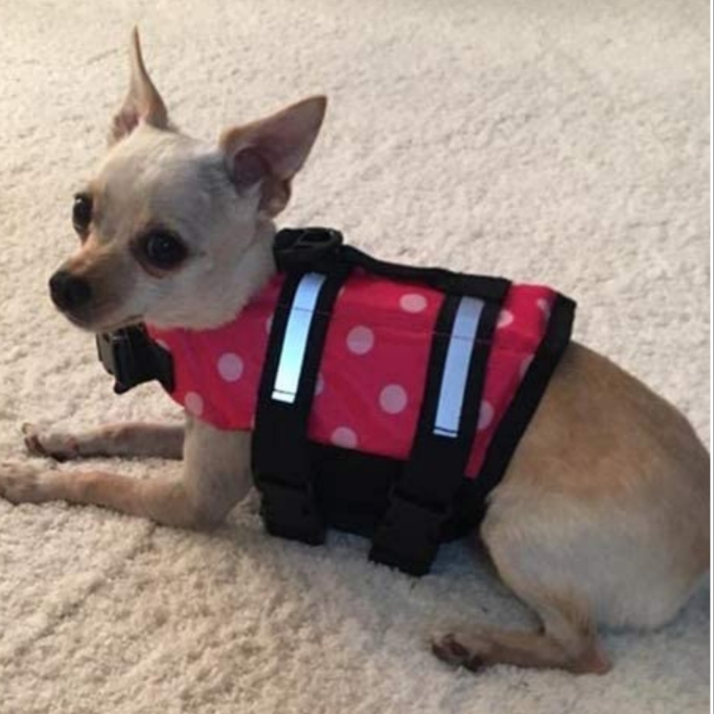 New Xxs dog life jacket